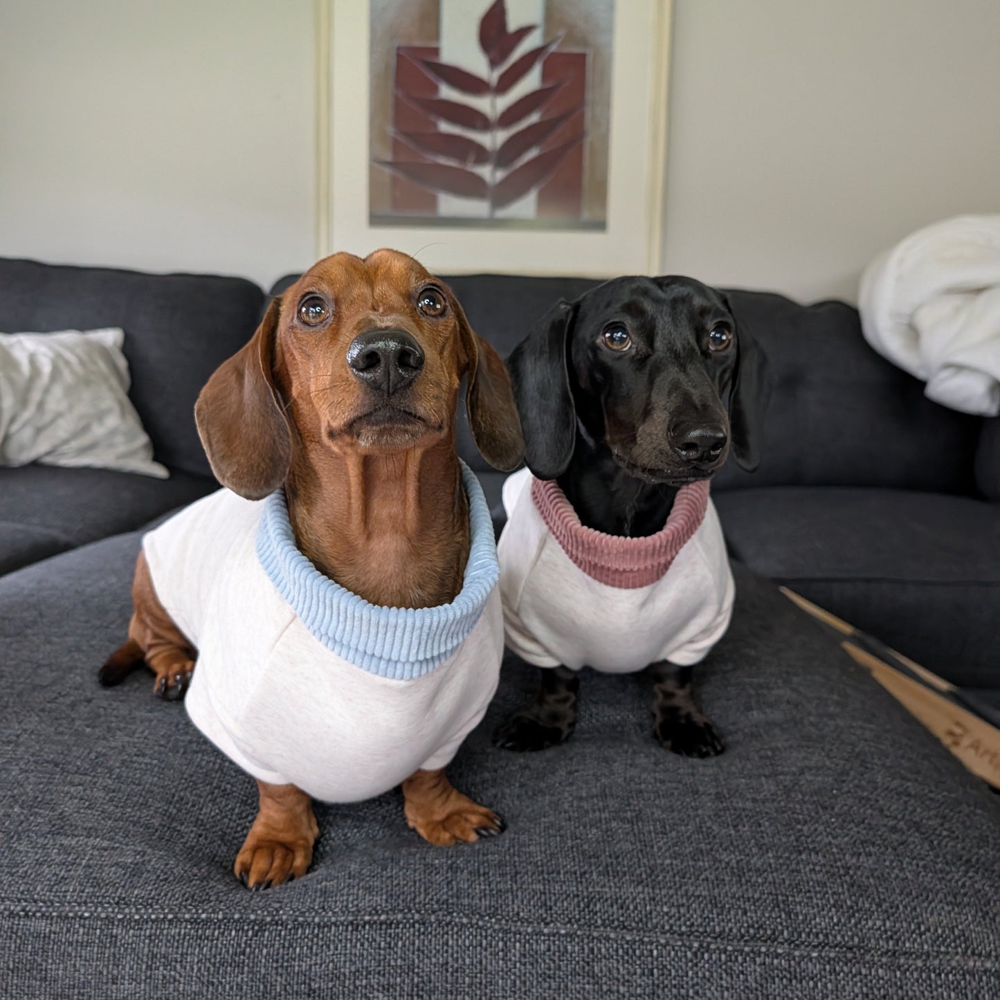 Long Dog Sweater