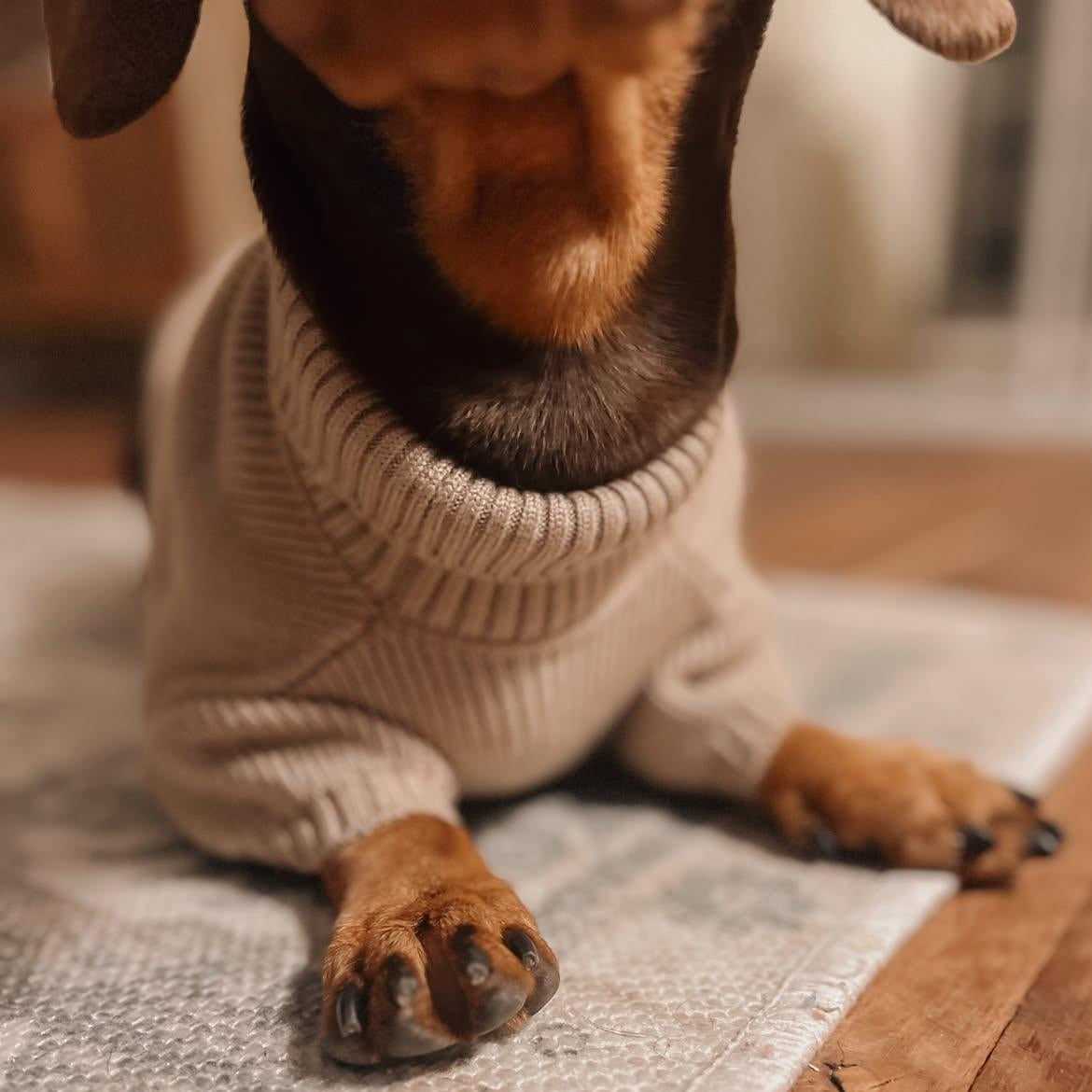 Long Dog Knit