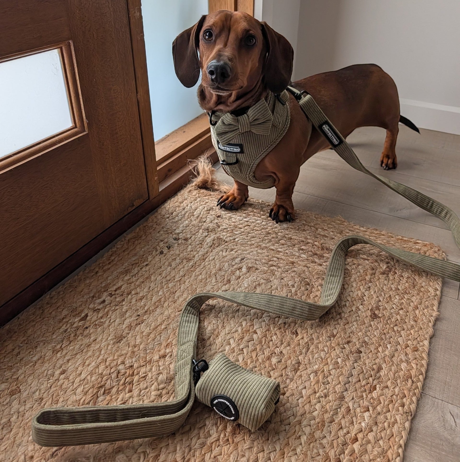 Pet wearing the Weekend Walk Set from The Pawfect Trio, including a harness and leash for outdoor walks.