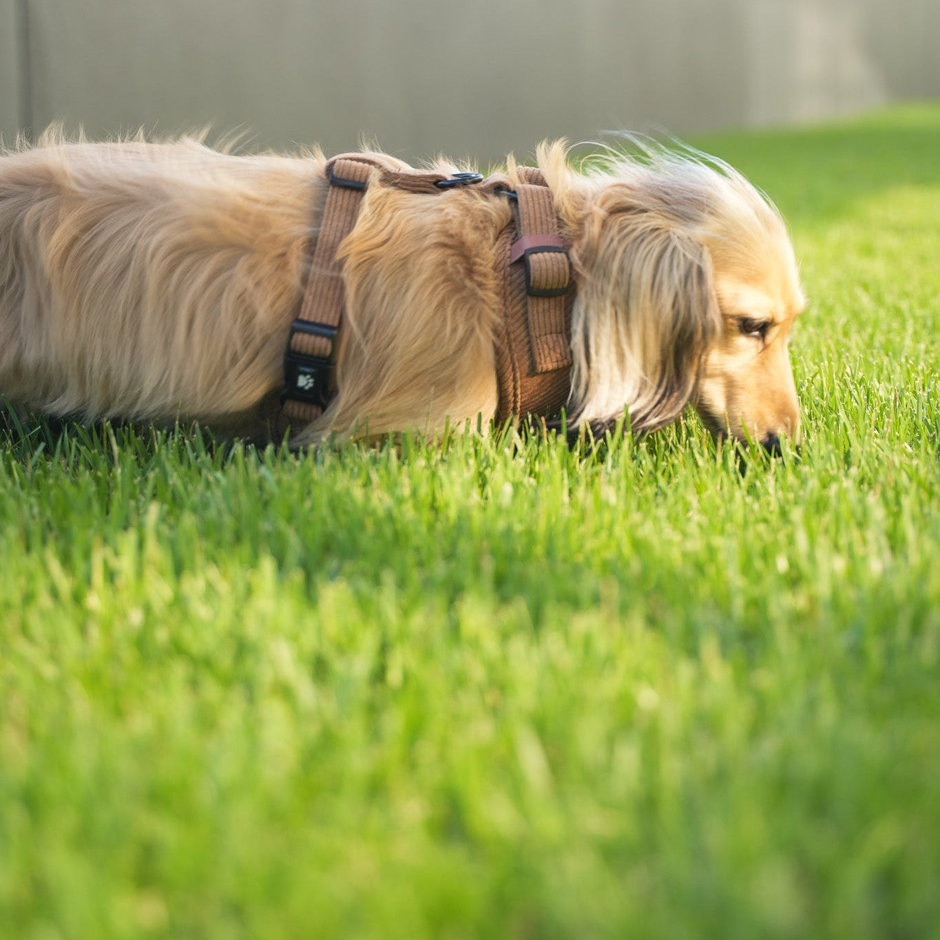 Corduroy dog harness from The Pawfect Trio, pet accessory with adjustable straps and soft textured fabric for comfortable dog wear.