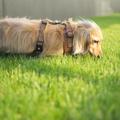 Corduroy Dog Harness