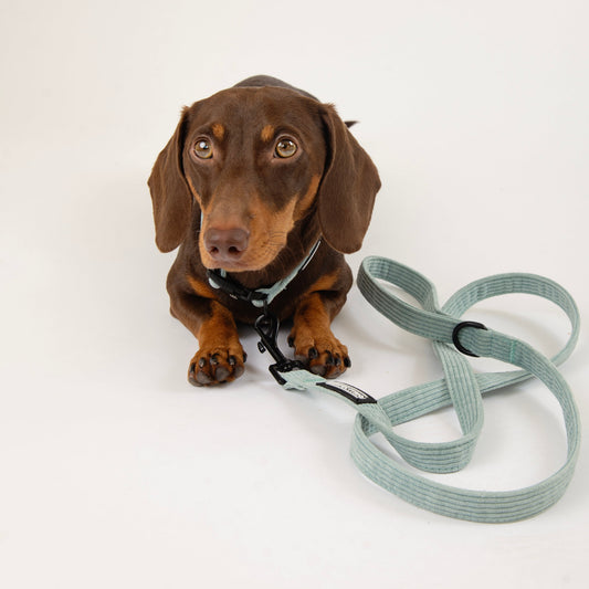 Candy Corduroy Dog Leash by The Pawfect Trio, featuring a colorful corduroy fabric with a sturdy metal clip for pet walking.