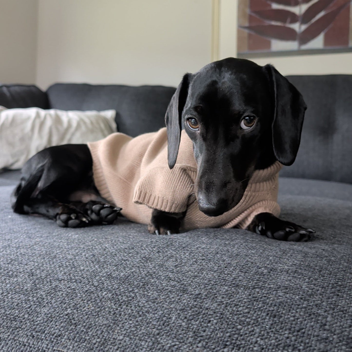 Long Dog Knit