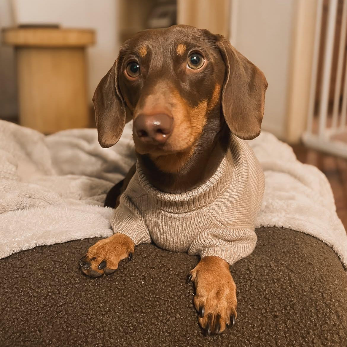 Long Dog Knit