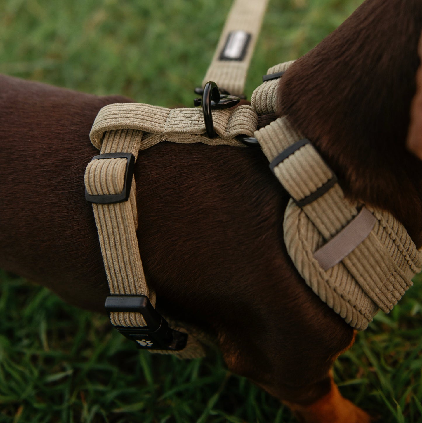 Corduroy Dog Harness - The Pawfect Trio