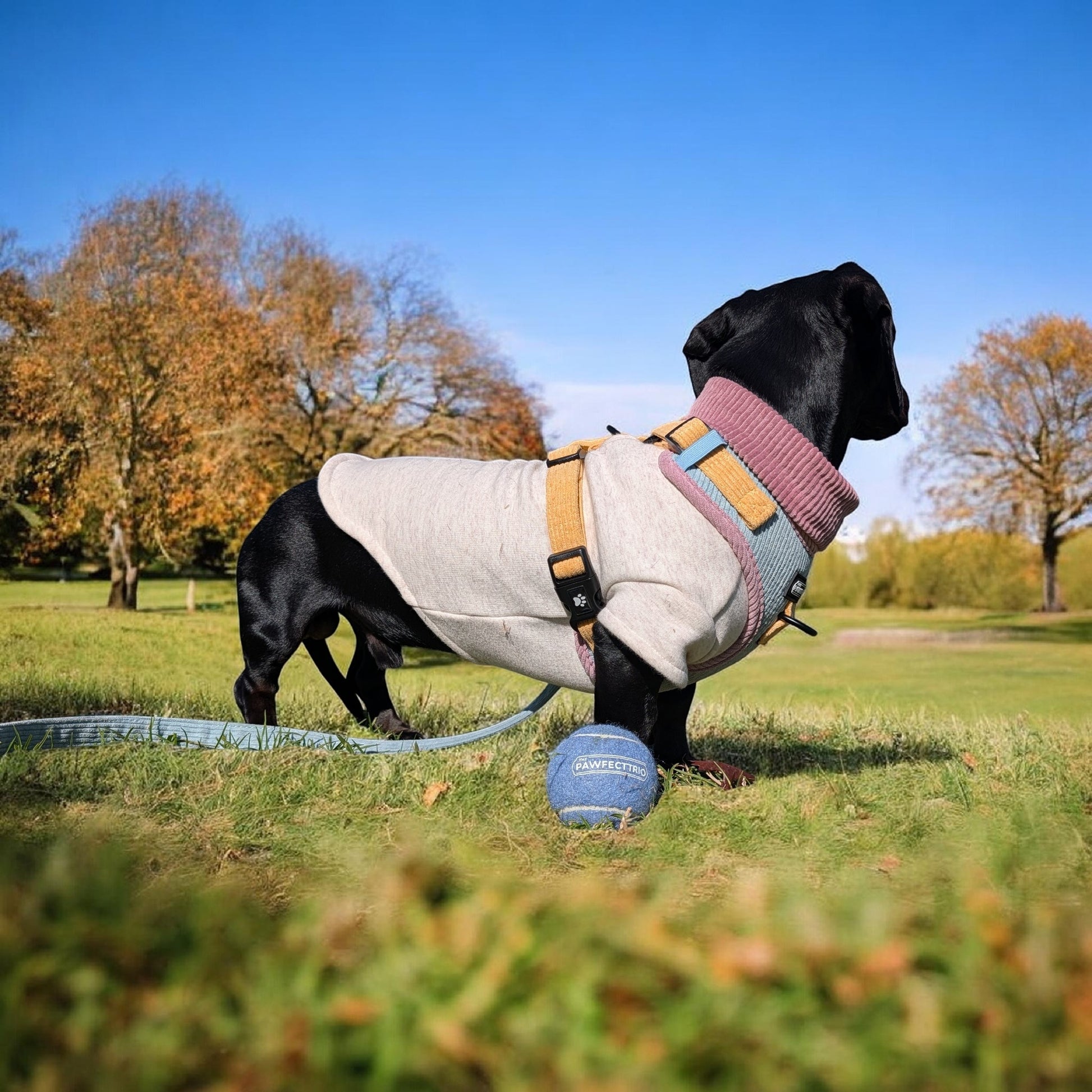 Corduroy dog harness by The Pawfect Trio, featuring a stylish, comfortable pet accessory with adjustable straps and a secure fit.
