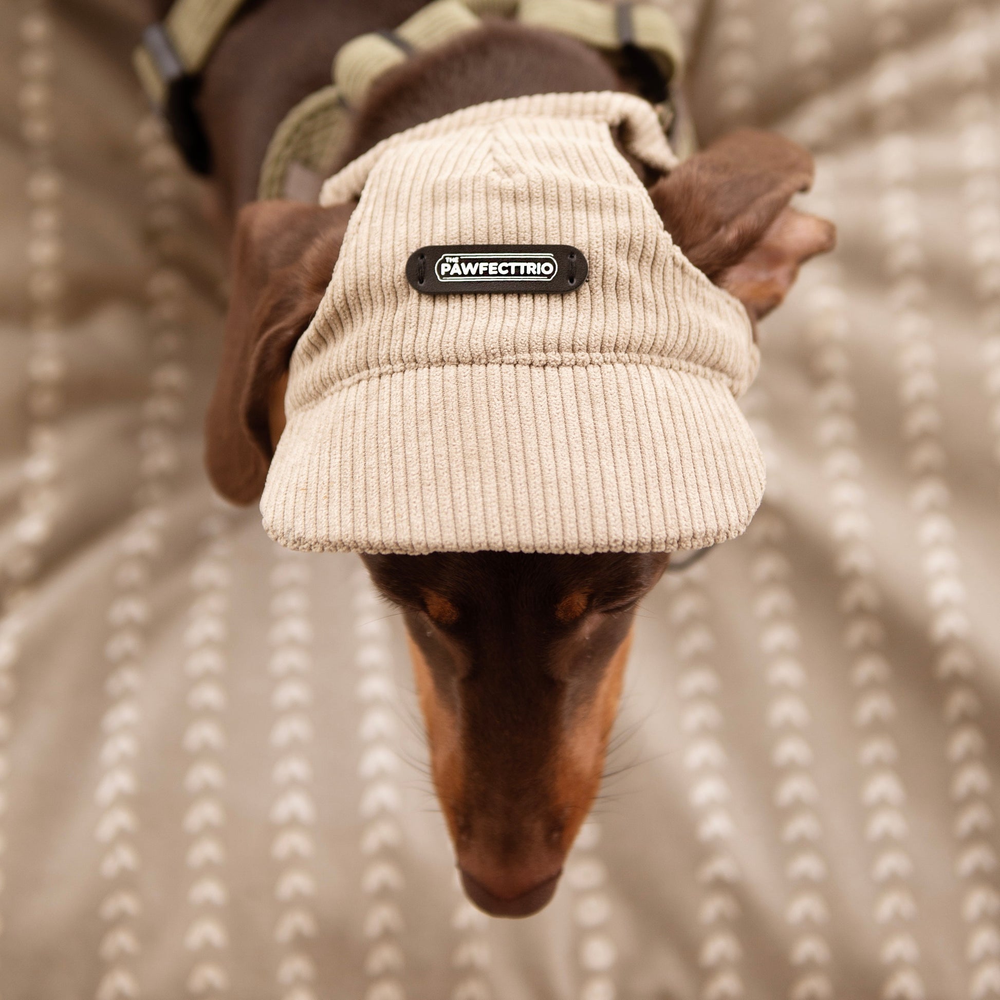 Dog Hat - The Pawfect Trio