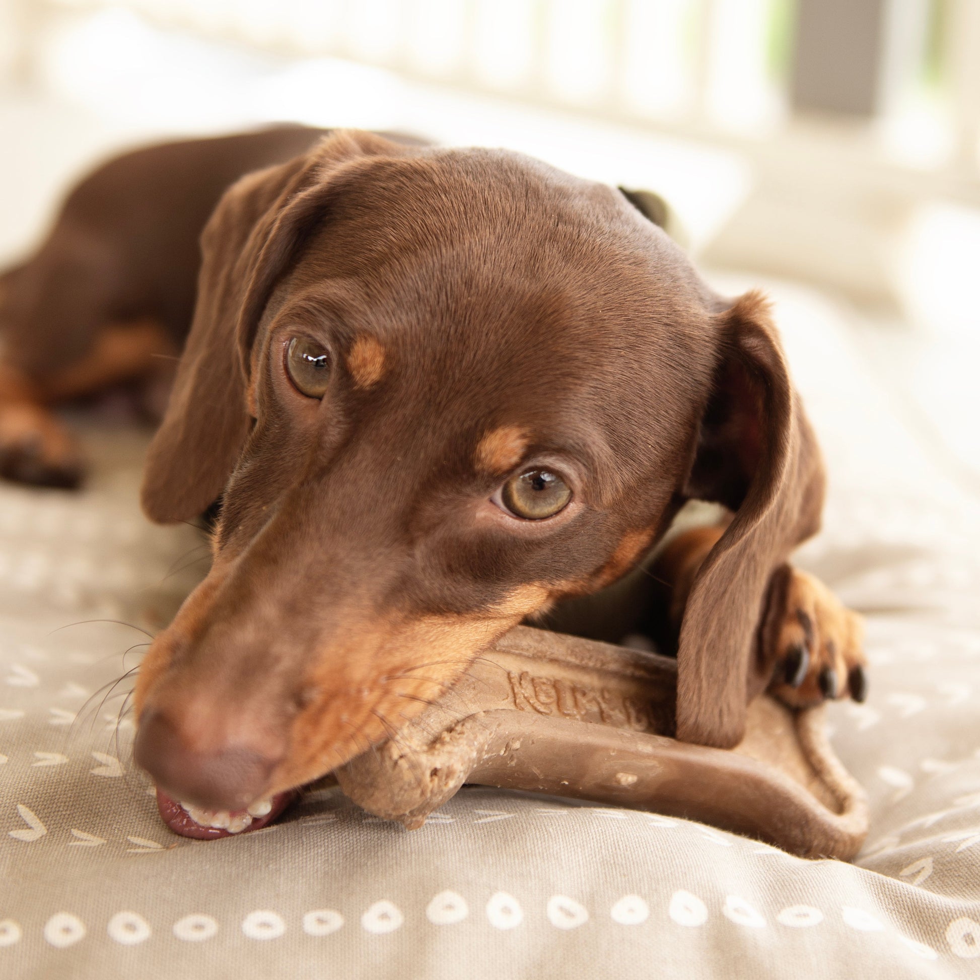 Kelpy Bone - The Pawfect Trio