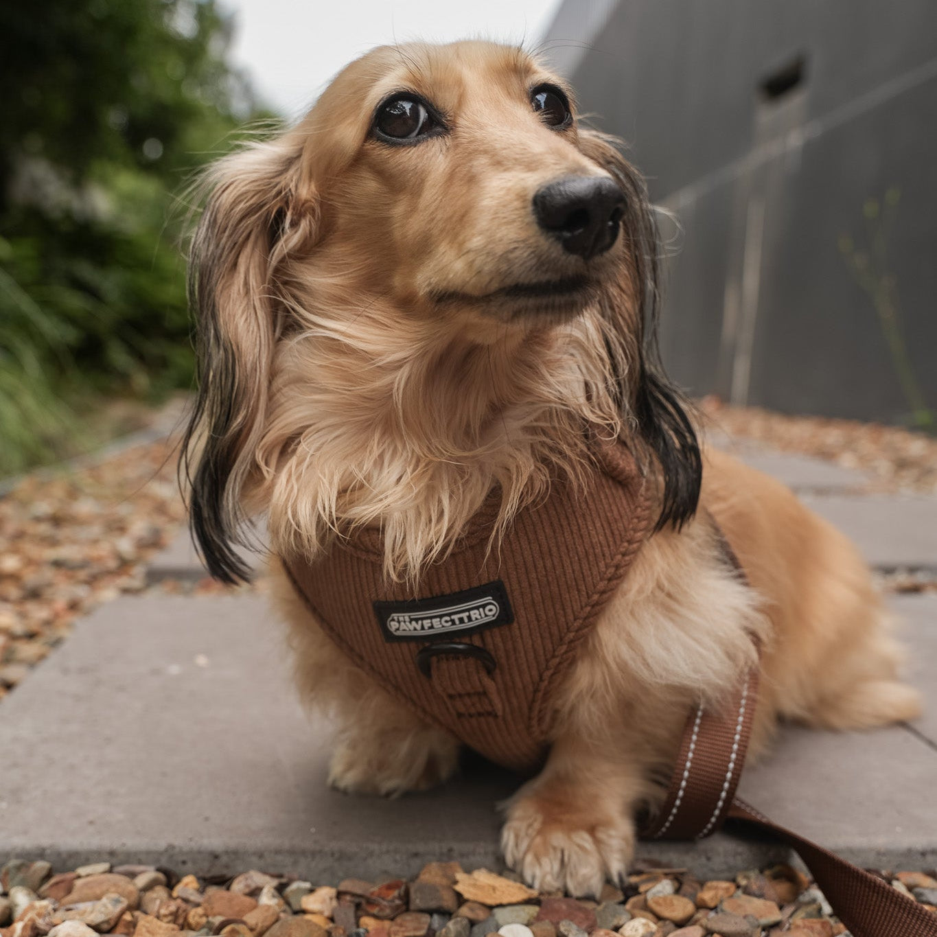 Corduroy dog harness from The Pawfect Trio, soft pet accessory with adjustable straps and stylish design.