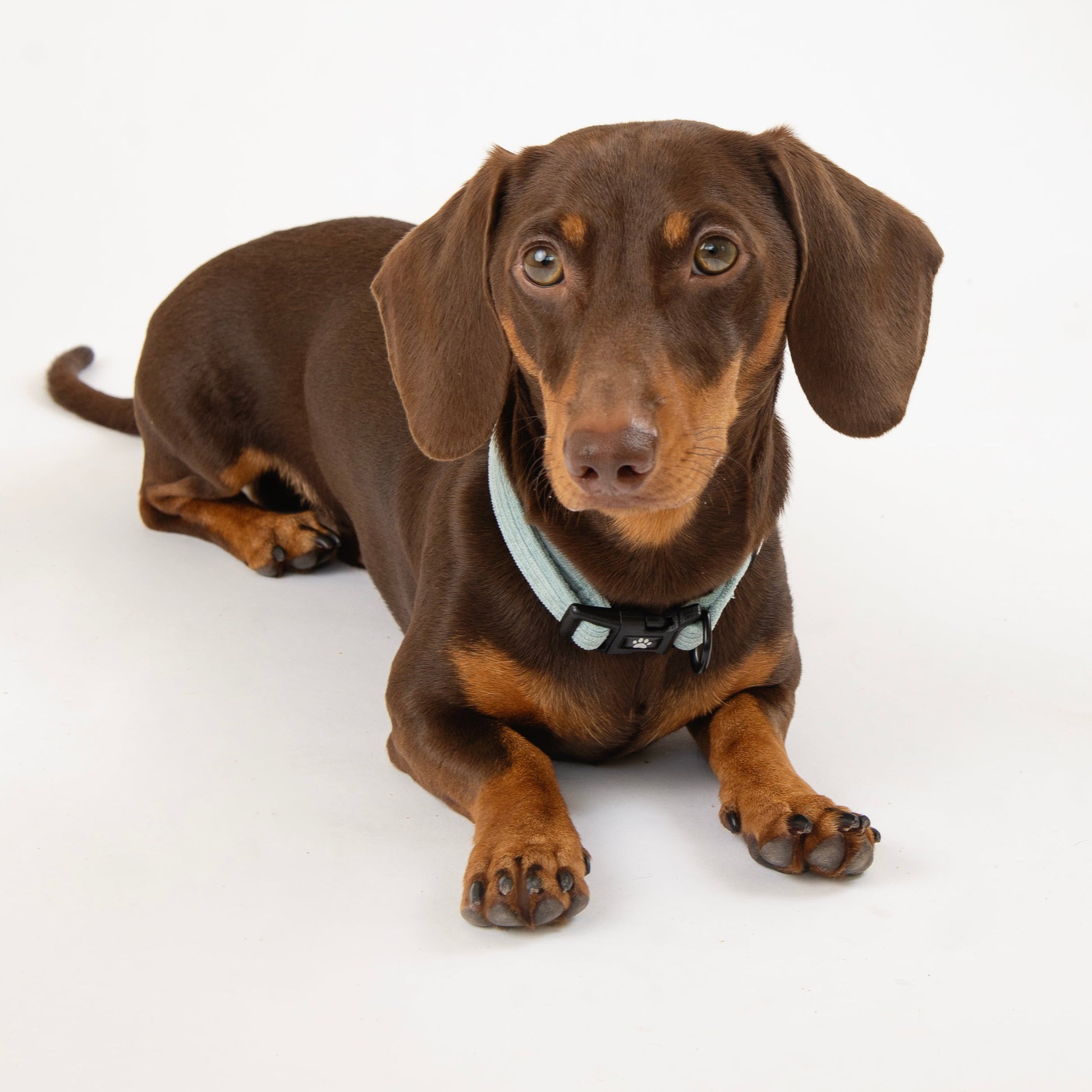 Colorful Candy Corduroy Dog Collar from The Pawfect Trio, featuring soft corduroy fabric and adjustable fit for pets.