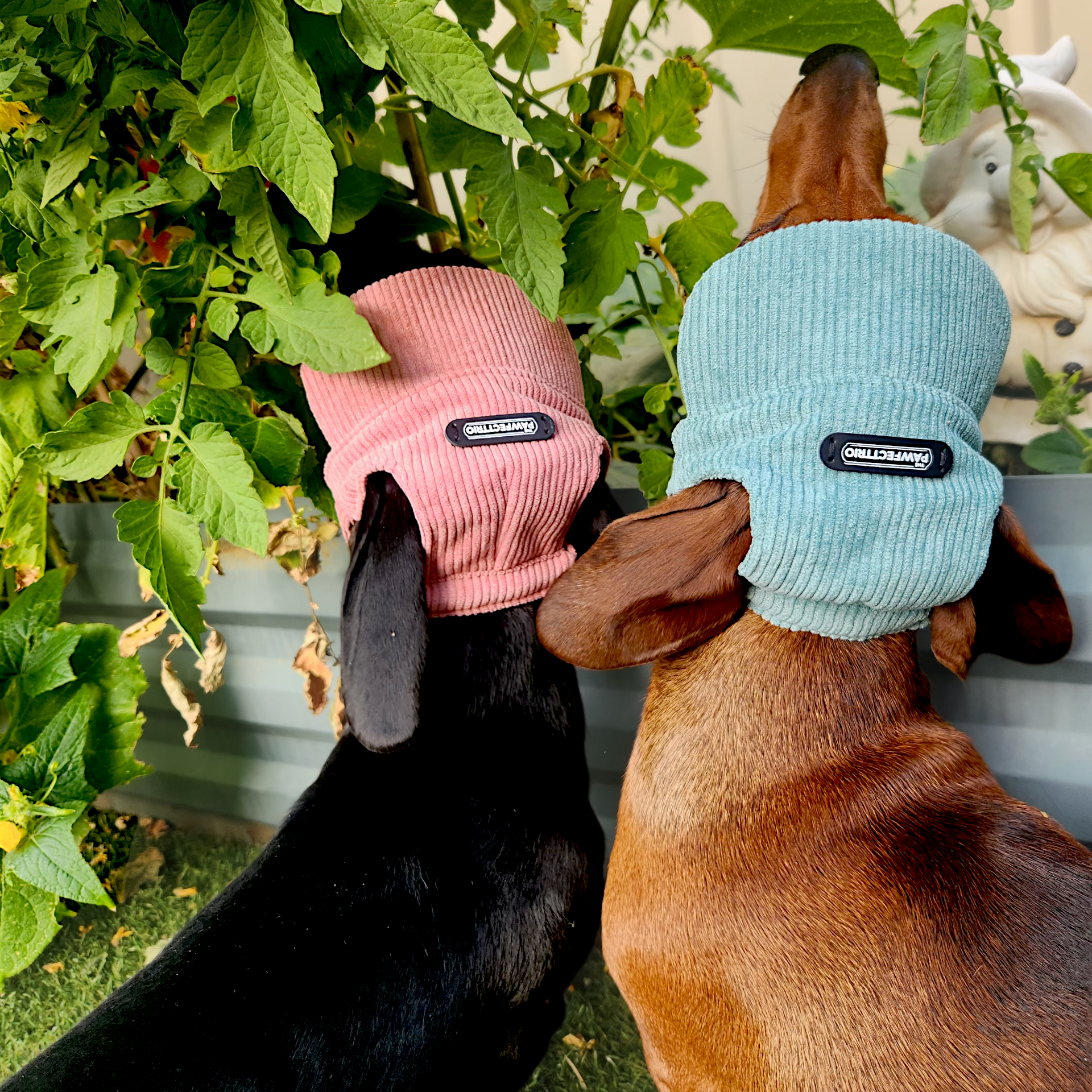 Dog Hat - The Pawfect Trio